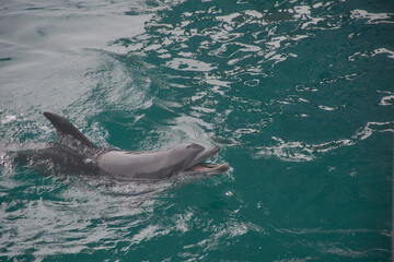 Delfin  © Valentina