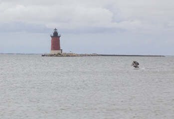 Fototapeta premium Pelican Taking Off By Lighthouse