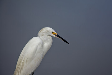Egret in Profile