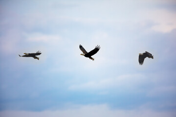 Fototapeta premium Series of Eagle in Flight with Fish