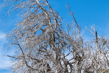 Dry tree branches over clear sky background