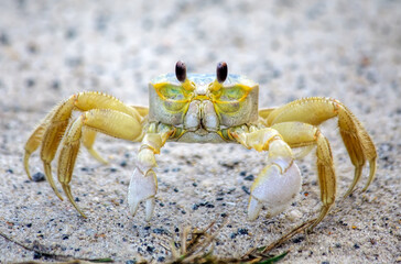 Ghost Crab portrait