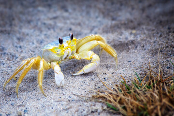 Ghost Crab on Sand