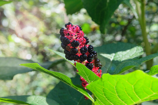 Phytolacca acinosa in gardening. Medicine wildflowers in meadow. Cottage garden.