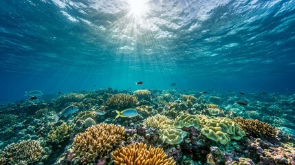 Obraz premium Vibrant Coral Reef Ecosystem Underwater Serenity in Ethereal Sunlight - Marine Life Exploration