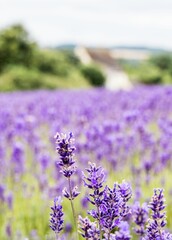 Obraz premium Lavender Blooms In The Fields Of Cotswold Lavendar At Snowshill,