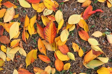 Autumn leaves of sakura cherry tree, natural background in fall. Calendar, postcard of seasons, October, November, landscape.