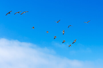 Flock of brown pelicans flying in a formation in clear blue sky with copy space fo text.
