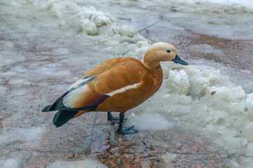 The duck is looking for food on the ice in winter. A waterfowl with a flat beak on the ice. Birds in winter in search of food. A bird on the ice in winter.