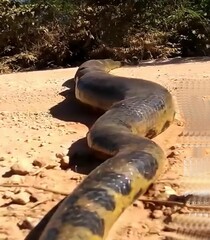 Grande cobra Anaconda do Brasil.bahia