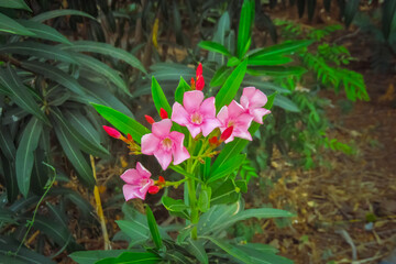 Beautiful Pink Oleander Flower Blooming on Plant with Green Blured Background