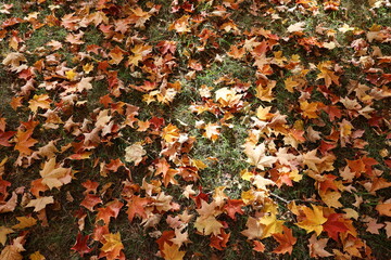 autumn leaves background