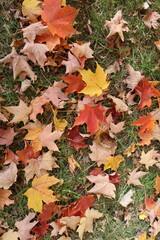 autumn leaves background
