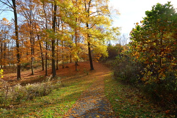 Obraz premium autumn in the park