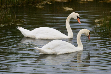 Fototapeta premium Mute Swan, Cygnus olor