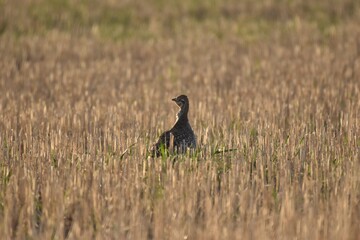 Obraz premium Montana Wildlife 