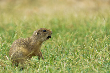 Portrait of a european Ground Squirrel also known as 