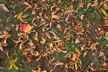 leaves background