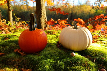 pumpkins in a field