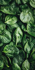 Obraz premium Organic Salad: Fresh Green Spinach Leaves for Healthy Vegetarian Diet