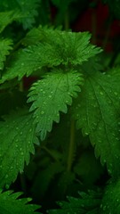 Nettle with drops of dew