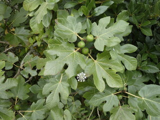 ARBOLEDA, BOSQUE