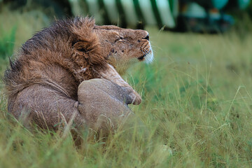 lazy lions