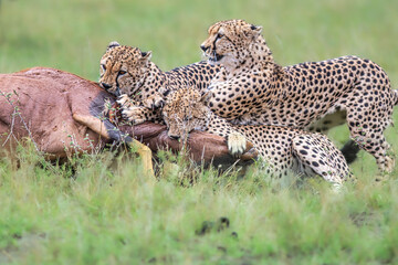 A group of cheetah hunt down a topi in masaimara