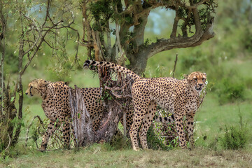A group of cheetah warming up before an hunt