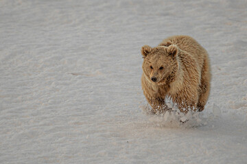 Himalayan browen bear on the snow