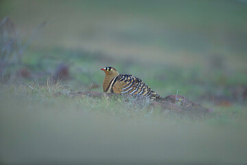 Painted sand grouse setting on the ground