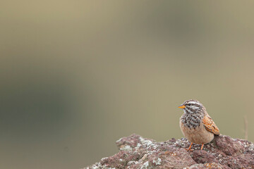 little bird