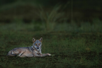 wolf on the grassland 