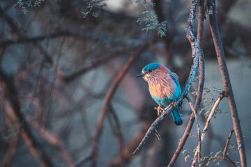 Indian roller 