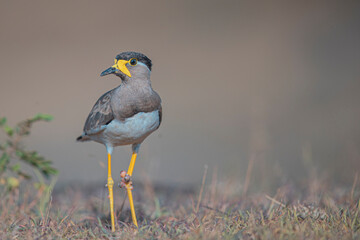Yellow-wattled lapwing