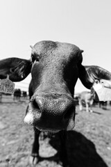 Captivating images of cows in farm life settings, showcasing their daily routines and interactions...