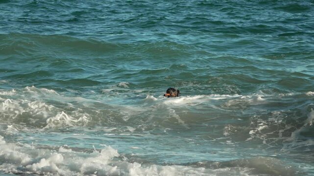 Ocean Waves Swimming Person - A person swims in choppy ocean waves, likely enjoying a day at the beach.