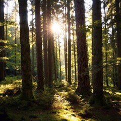 Fototapeta premium A full shot of a peaceful forest at eye level, with tall trees and sunlight streaming through the branches.