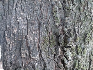 maniiara tree trunk texture