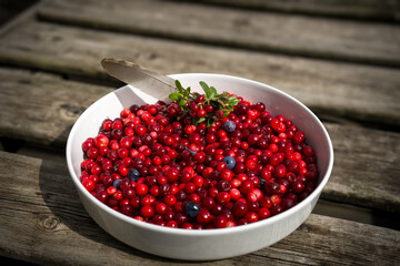 the harvest of cranberries in autumn, not sprayed and organic from the forest from the mountains
