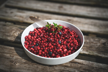 the harvest of cranberries in autumn, not sprayed and organic from the forest from the mountains