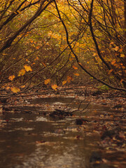 autumn in the forest