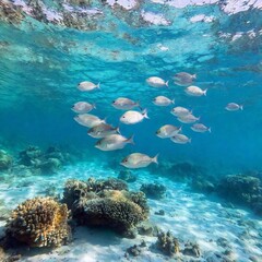 A long shot of a school of fish swimming above a rocky seabed, with focus pull moving from a close-up of a single fish to the expansive view of the entire school and surrounding seabed