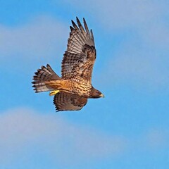 Fototapeta premium A bird of prey circling high above a desert landscape
