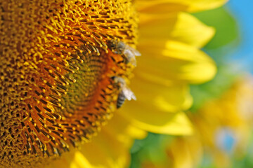 Bees works on beautiful yellow sunflower on the field