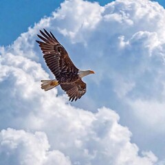 Obraz premium An eagle gliding through the clouds at high altitude
