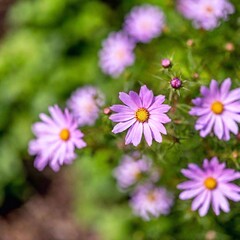 Obraz premium Capture a macro view of a cluster of spring flowers, highlighting the fine details of their stamens and pistils. Emphasize the subtle variations in color and texture, with a shallow depth of field to