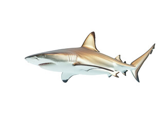 Obraz premium Close-up of a sleek shark swimming gracefully in clear water.