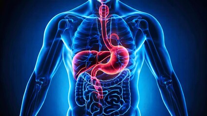 Human Anatomy Illustration of Digestive System Detail