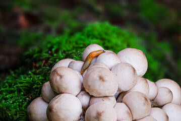 Weichlicher Stäubling (LYCOPERDON MOLLE) mit Schnecke